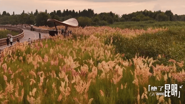 【開屏早知道】23家合格<strong></p>
<p>游泳池</strong>！昆明公示8月游泳池水質(zhì)檢測情況:游泳池